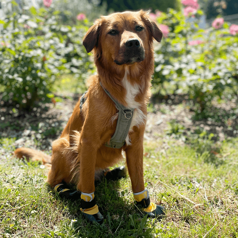 Chaussures souples légères pour chien et chat