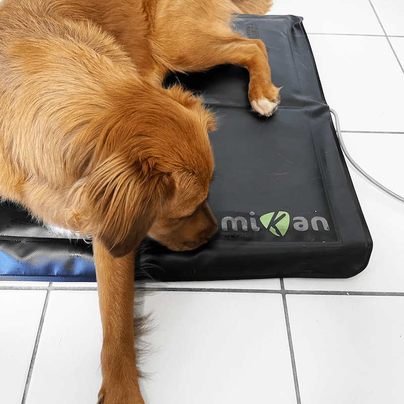 Système d'analyse posturale pour animaux Mikan