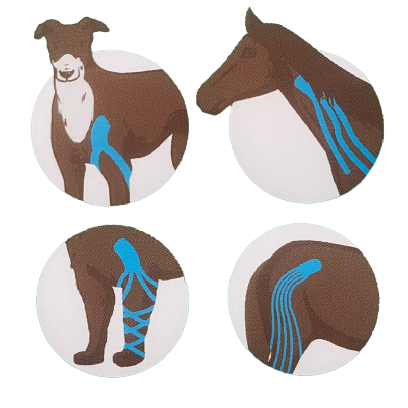 Coupe-bande de kinésio-taping Coupe-bande de kinésio-taping