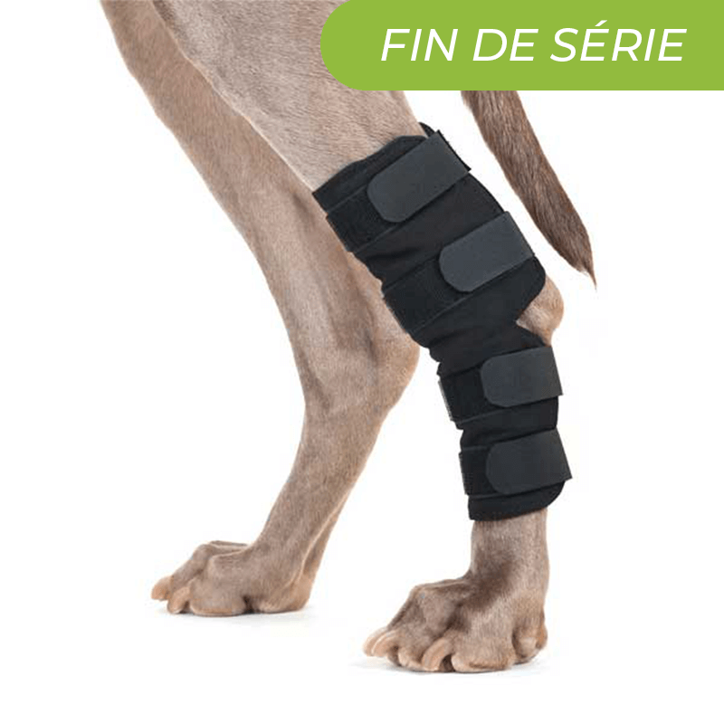 Thermo tarse : attelle patte arrière - Back On Track