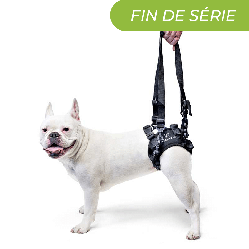 harnais de portage arrière