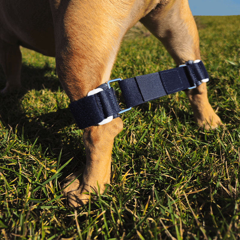 Brassard Balto Link® dispositif anti écart pour chiot nageur ou chien