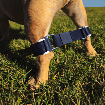 Brassard Balto Link® dispositif anti écart pour chiot nageur ou chien