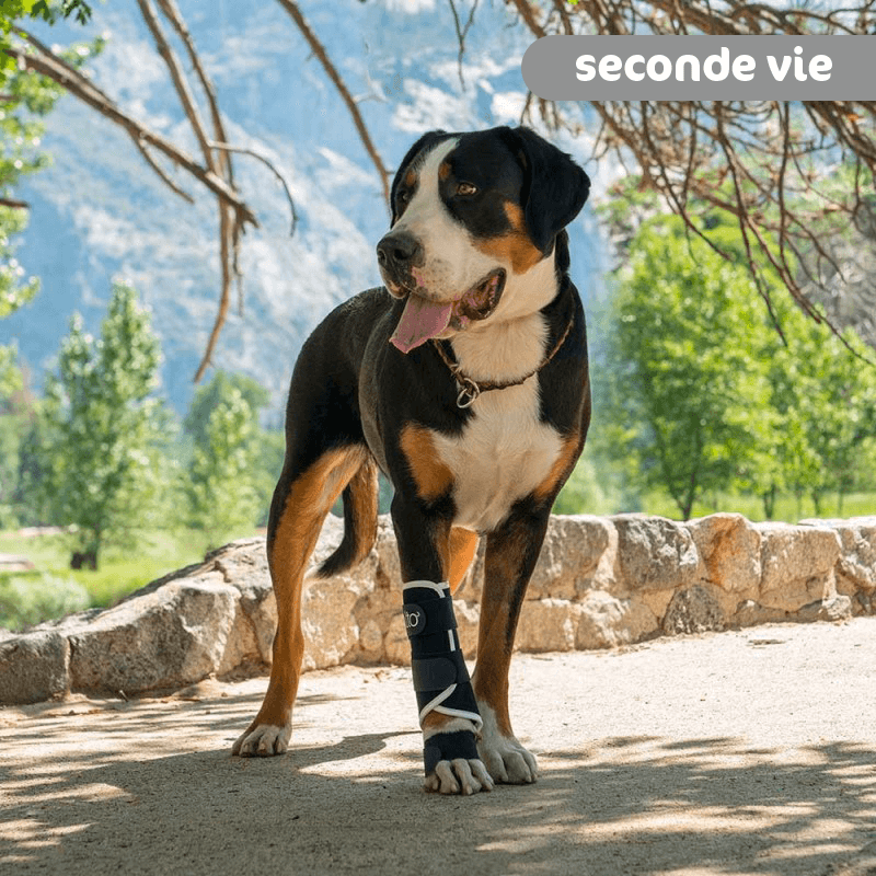 Attelle reconditionnée pour animaux métacarpe métatarse