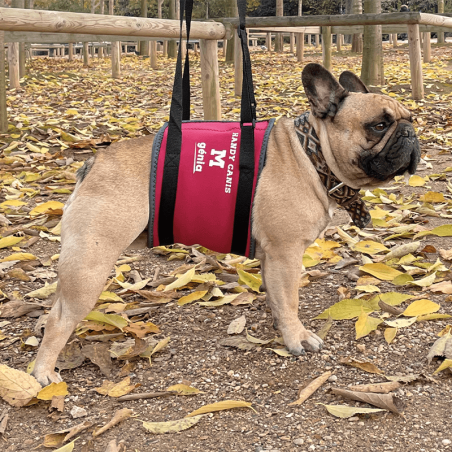 Harnais de portage abdominal pour chien et chat