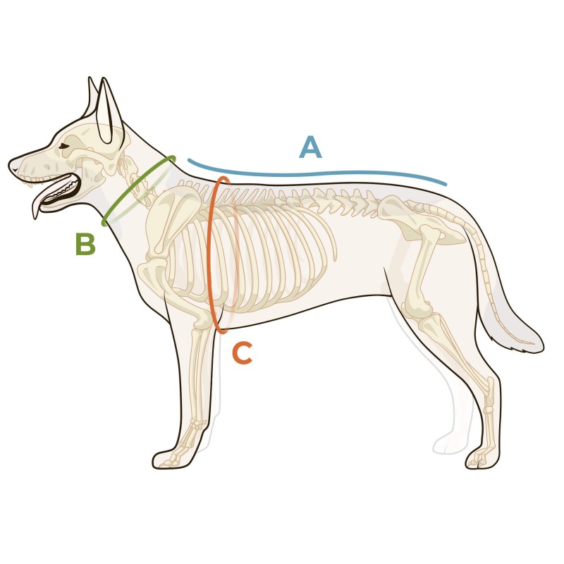 manteaux d'intérieur pour chien prise de mesure