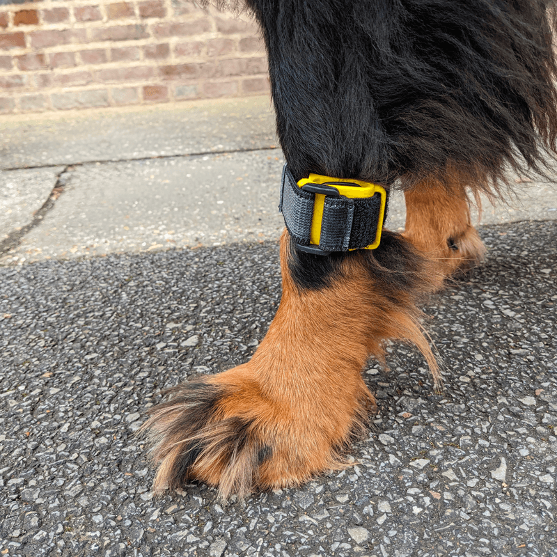 Tendiboots™ Canine : dispositif d'analyse objective de la locomotion