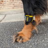 Tendiboots™ Canine : dispositif d'analyse objective de la locomotion