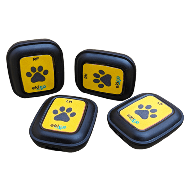 Tendiboots™ Canine : dispositif d'analyse objective de la locomotion