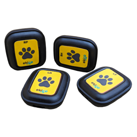 Tendiboots™ Canine : dispositif d'analyse objective de la locomotion