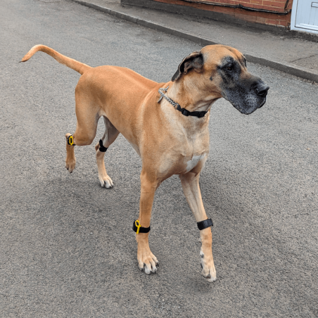 Tendiboots™ Canine : dispositif d'analyse objective de la locomotion