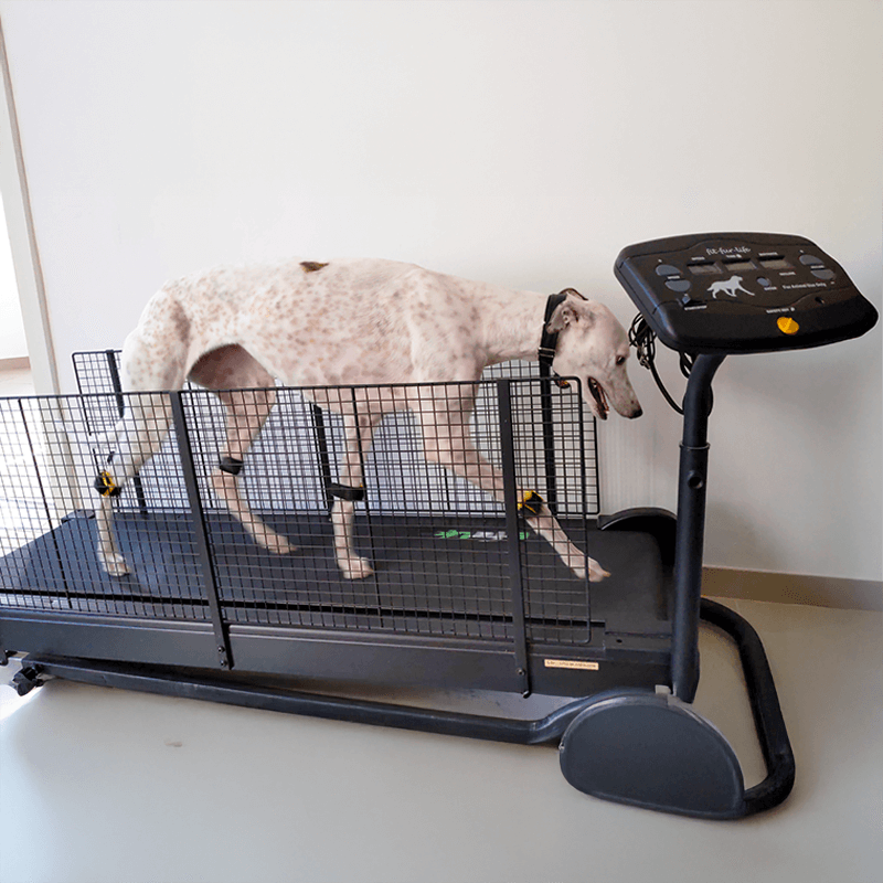 Tendiboots™ Canine : dispositif d'analyse objective de la locomotion