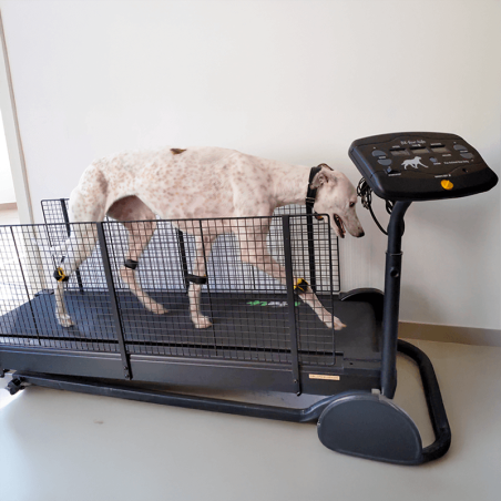 Tendiboots™ Canine : dispositif d'analyse objective de la locomotion