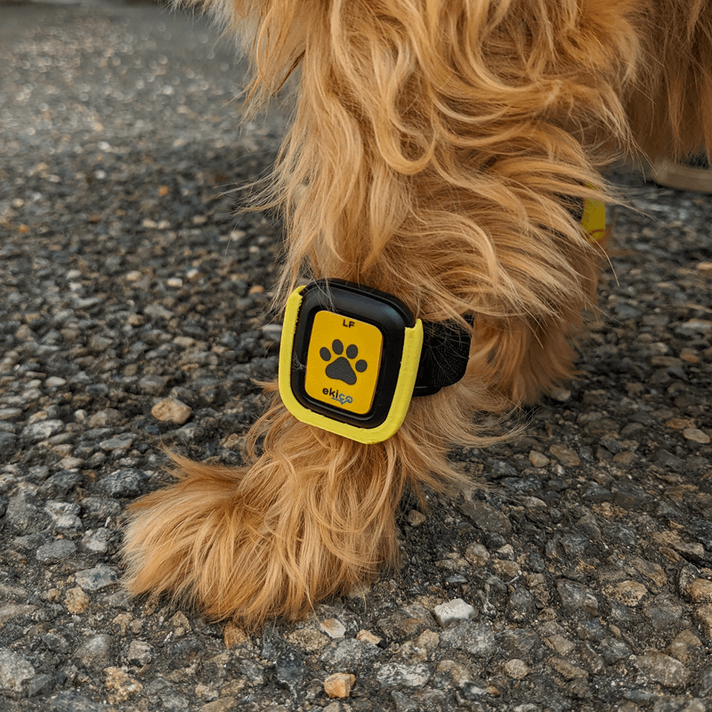 Tendiboots™ Canine : dispositif d'analyse objective de la locomotion