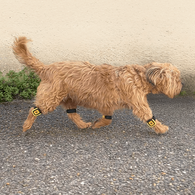 Tendiboots™ Canine : dispositif d'analyse objective de la locomotion