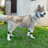 Tendiboots™ Canine : dispositif d'analyse objective de la locomotion