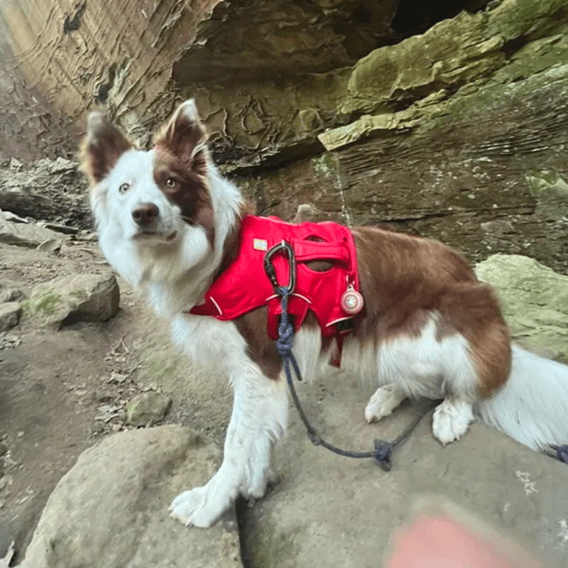 harnais de portage pour chien Master™ Ruffwear