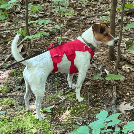 harnais de portage pour chien Master™ Ruffwear