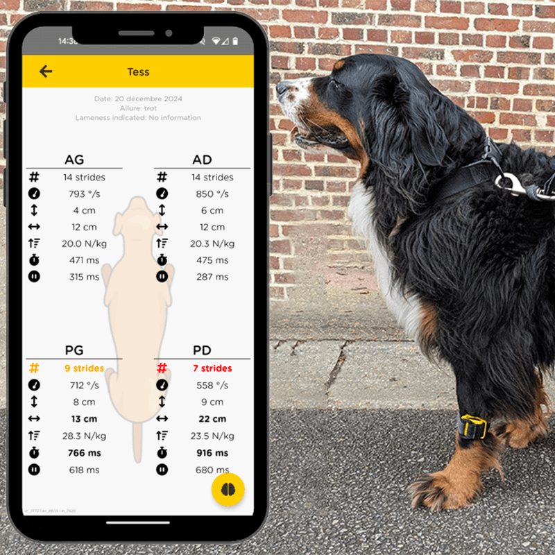 Tendiboots™ Canine : dispositif d'analyse objective de la locomotion