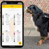 Tendiboots™ Canine : dispositif d'analyse objective de la locomotion
