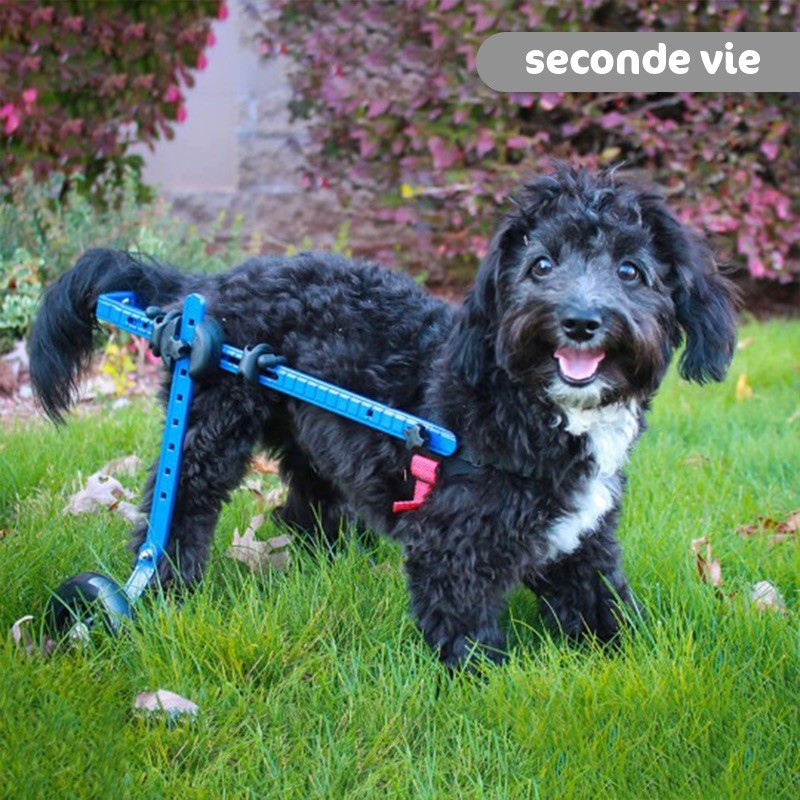 Chariot roulant pour chien handicapé reconditionné mikan