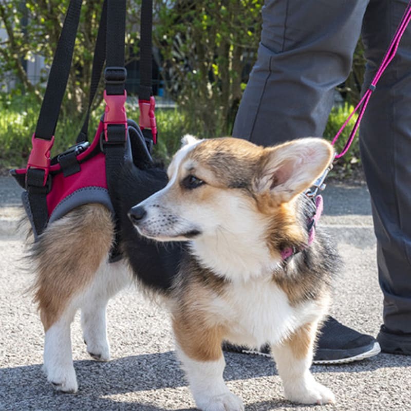 harnais pattes arrière pour chien à mobilité réduite ou âgé