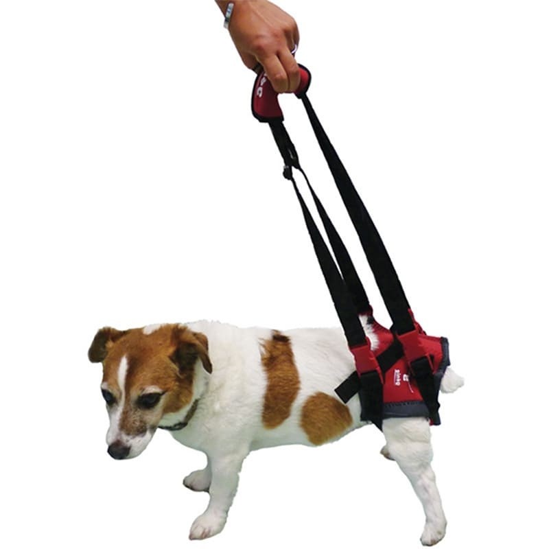 harnais pattes arrière pour chien à mobilité réduite ou âgé