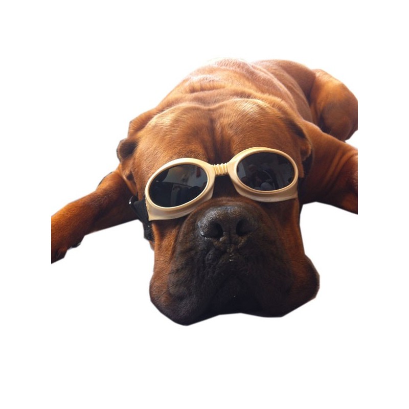 Lunette de protection K-laser® pour animaux chien chat thérapie laser