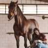 ultrason-vet-4000-mikan-chevaux