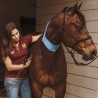 TECAR Vet 4000 chevaux