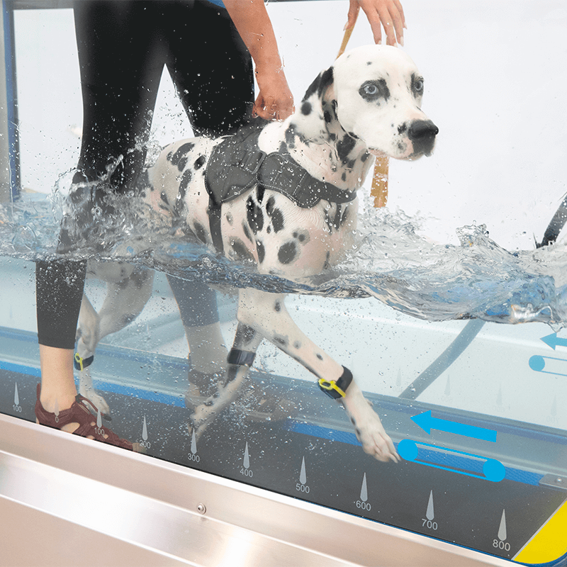 Pack hydrothérapie pour tendiboots canine, analysez la démarche en hydrothérapie