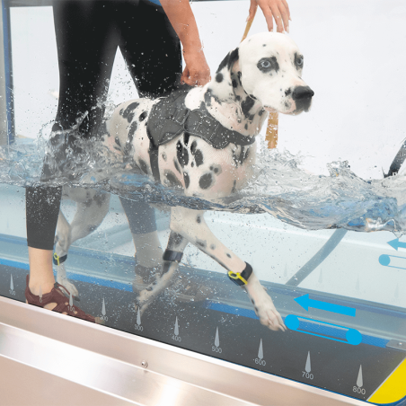 Pack hydrothérapie pour tendiboots canine, analysez la démarche en hydrothérapie