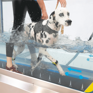 Pack hydrothérapie pour tendiboots canine, analysez la démarche en hydrothérapie