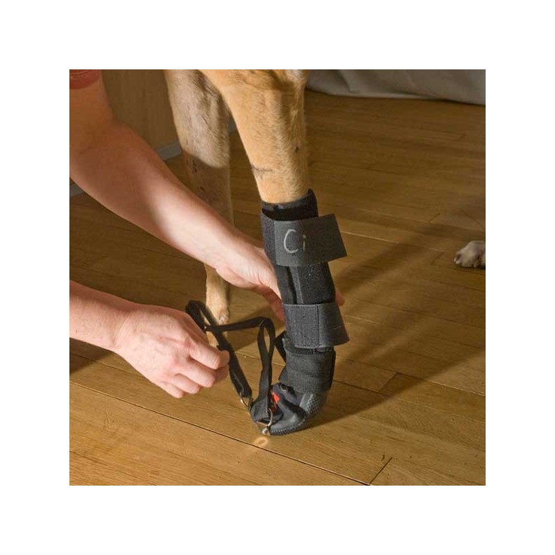 attelle-assistee-patte-avant.jpg