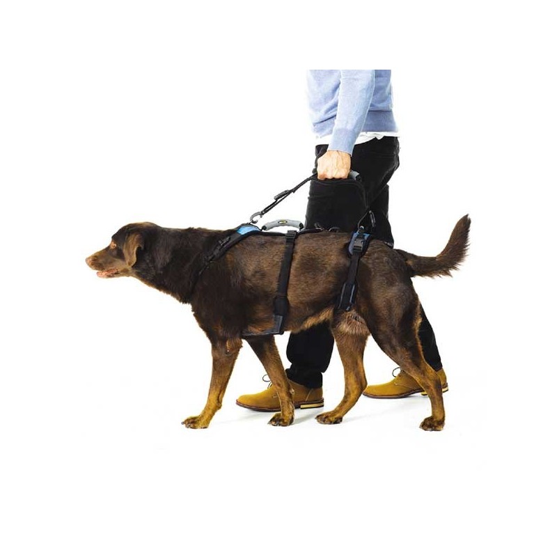 Laisse pour harnais help em up pour chien mikan