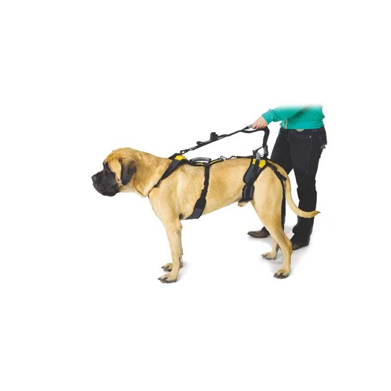 Laisse pour harnais help em up pour chien mikan