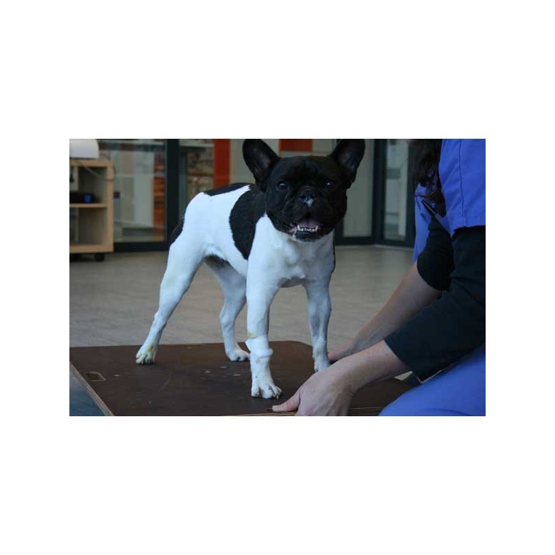 Planche d'équilibre de proprioception 3 en 1 pour animaux Planche d'équilibre de proprioception 3 en 1 pour animaux