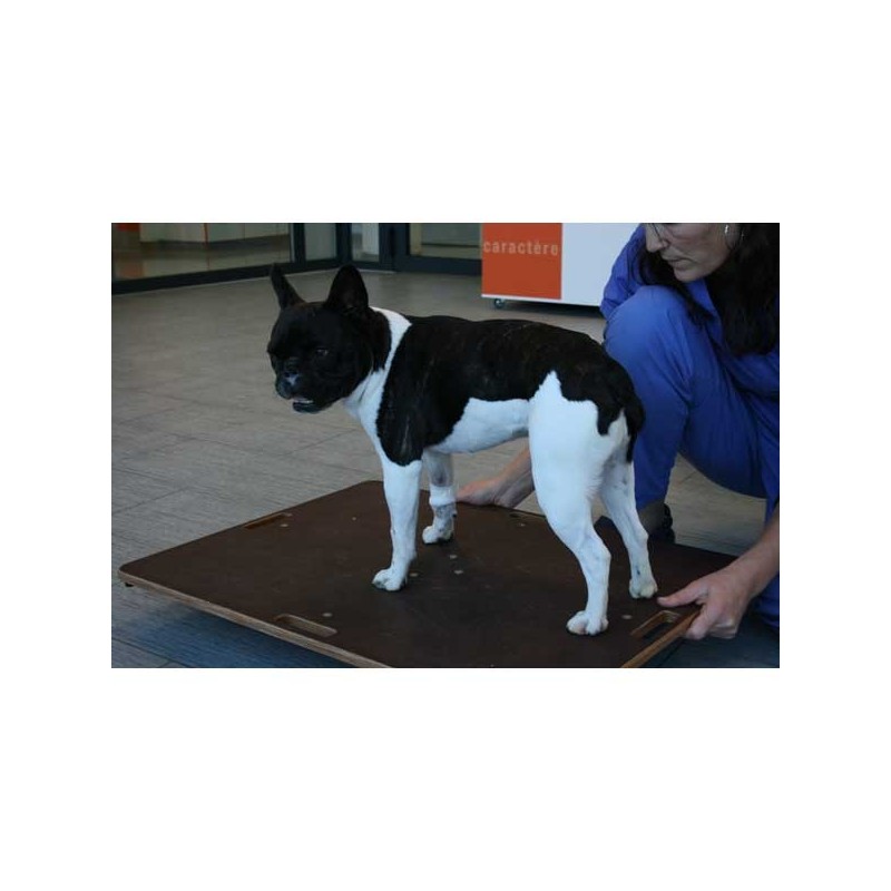 Planche d'équilibre de proprioception 3 en 1 pour animaux Planche d'équilibre de proprioception 3 en 1 pour animaux