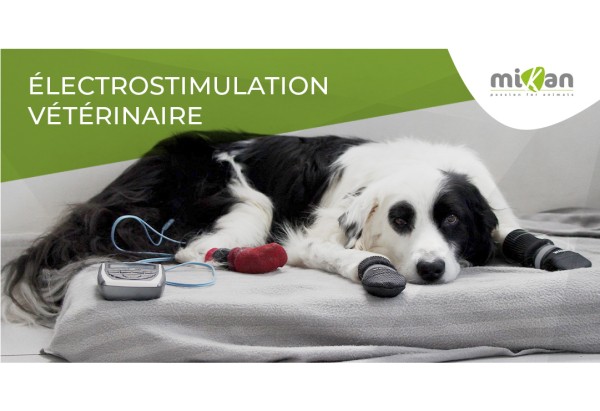 L'électrostimulation vétérinaire en 5 points essentiels